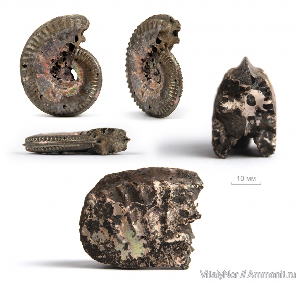 Amoeboceras, Cardioceratidae, Amoeboceras koldeweyense