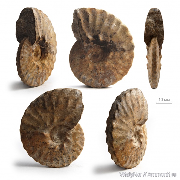 Dimorphoplites, Hoplitidae