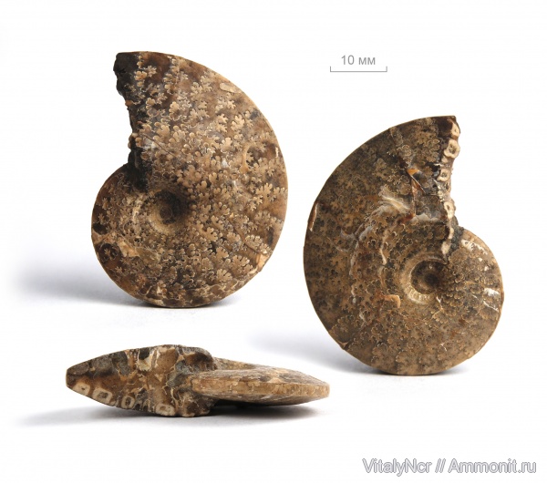 лопастные линии, Acompsoceras, Acanthoceratidae