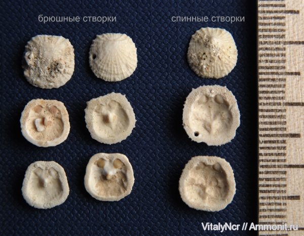 Craniida, Isocrania, Isocrania egnabergensis