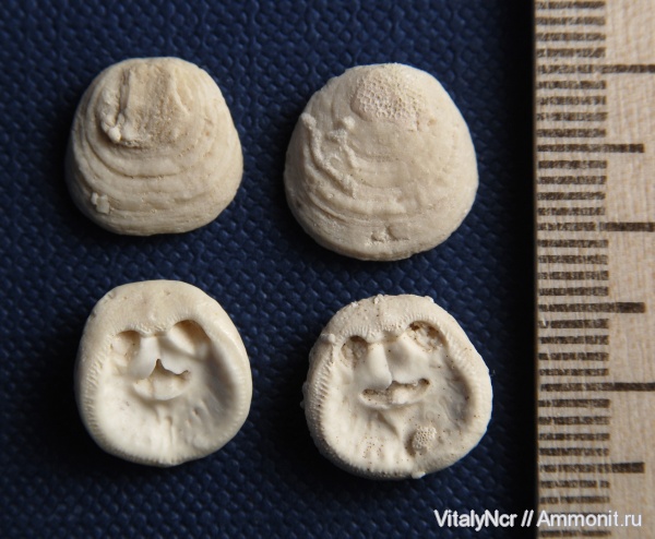 Craniida, Crania, Crania craniolaris