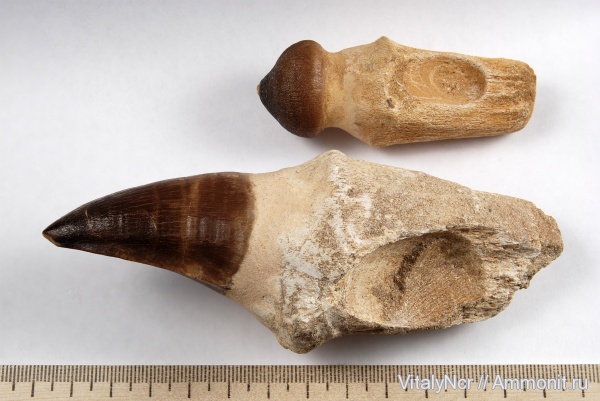 Globidens, Mosasaurus, Mosasauridae