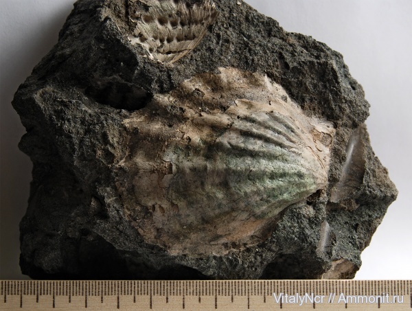 Ctenostreon, Limidae, Ctenostreon distans