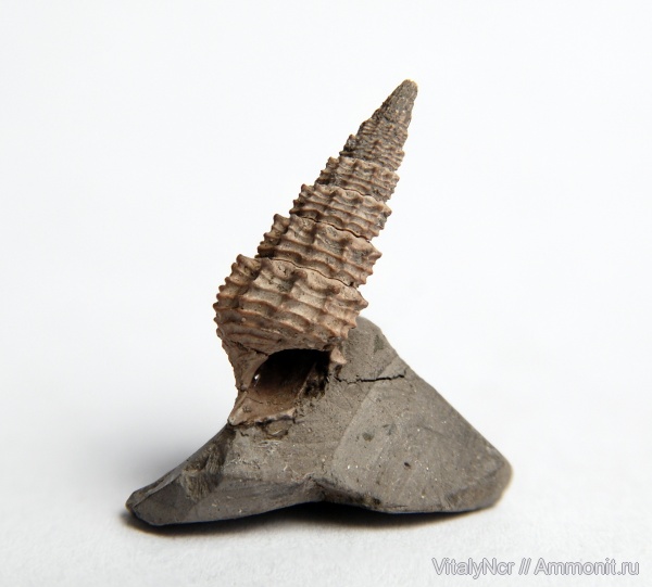 Procerithium, Procerithium russiense