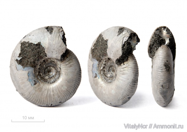 Craspedites, Craspedites subditus, Craspeditidae