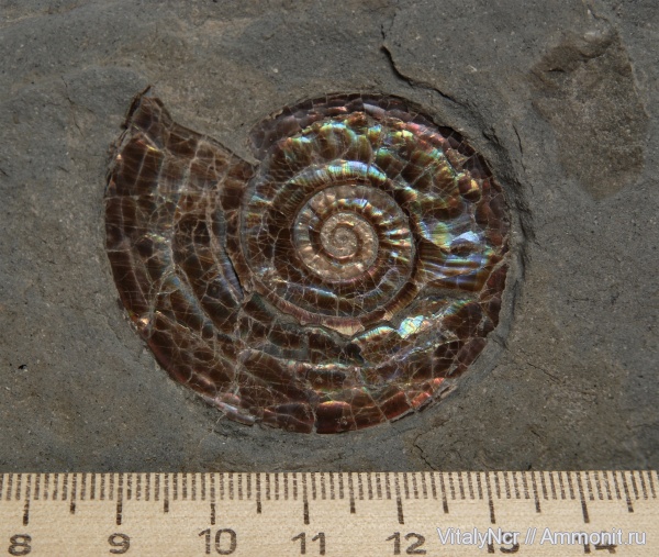 устье, Psiloceratidae, Psiloceras, Psiloceras planorbis, Hettangian