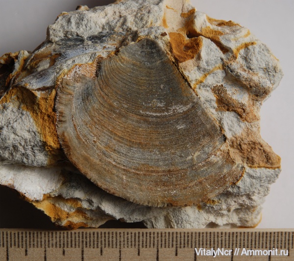 аптихи, Laevaptychus, Aspidoceras, Aspidoceratidae, Aptychi, aptychus