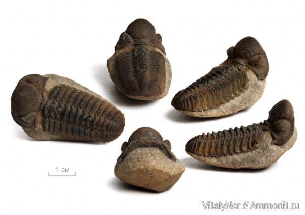 Phacopidae, Viaphacops orurensis, Phacopida, Phacopina, Viaphacops