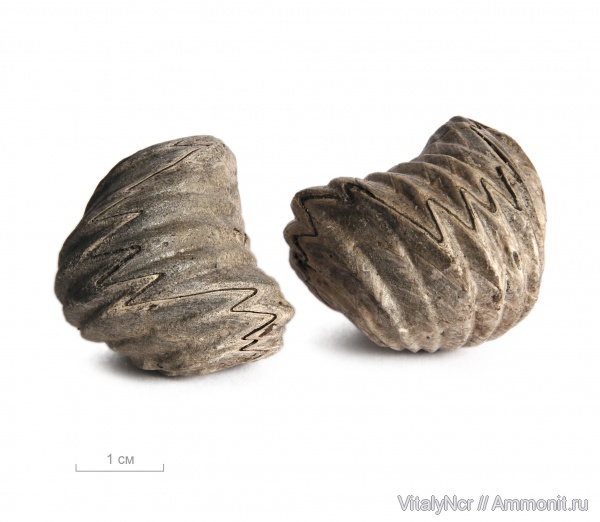 Mosquella oxyoptycha, Mosquella, Rhynchonellida