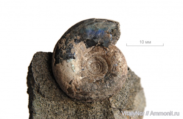 Kachpurites, Kachpurites fulgens, Craspeditidae, Volgian