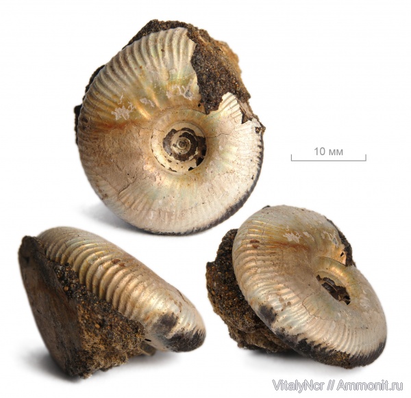 Craspedites, Craspedites subditus, Craspeditidae