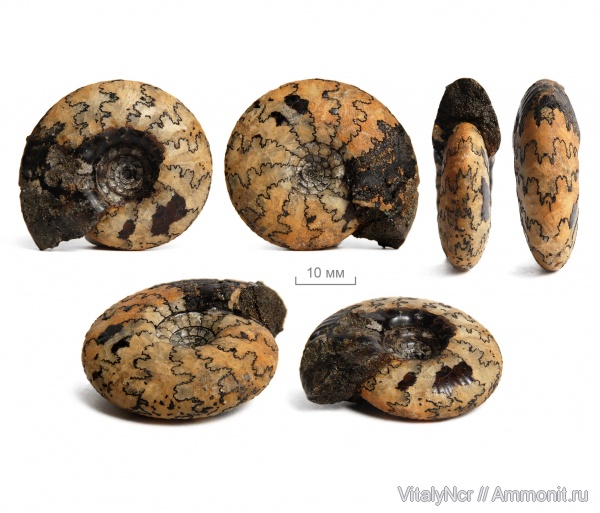 Craspedites, лопастные линии, Craspeditidae