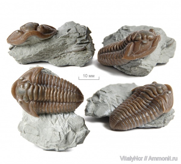 Flexicalymene, Flexicalymene meeki, Phacopida, Calymenidae, Calymenoidea, Calymenina