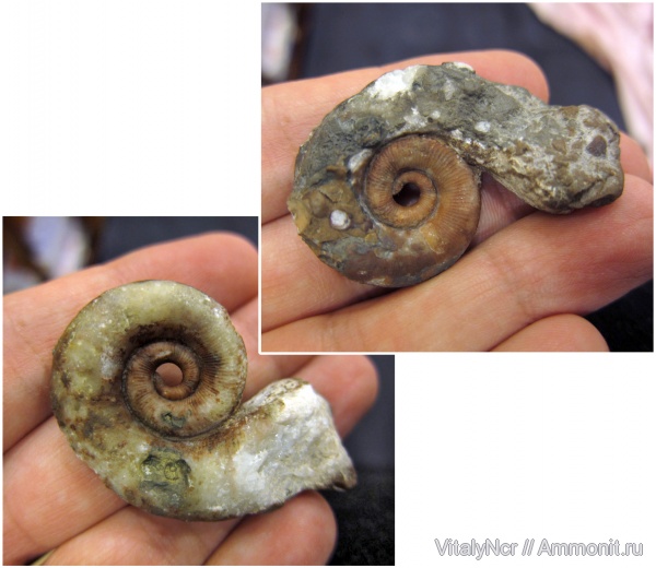 Nautiloidea, Orthocerida, Lituites, Lituitida, Lituitidae, Lituitina