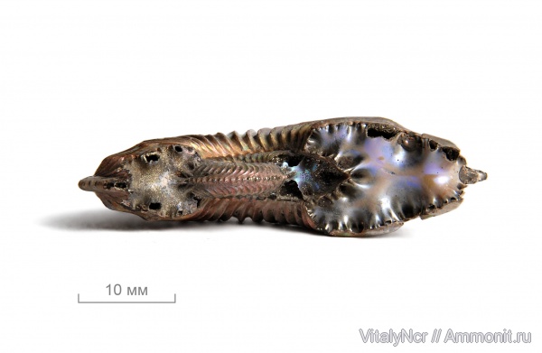 Amoeboceras, поперечное сечение, Amoeboceras alternoides, Cardioceratidae