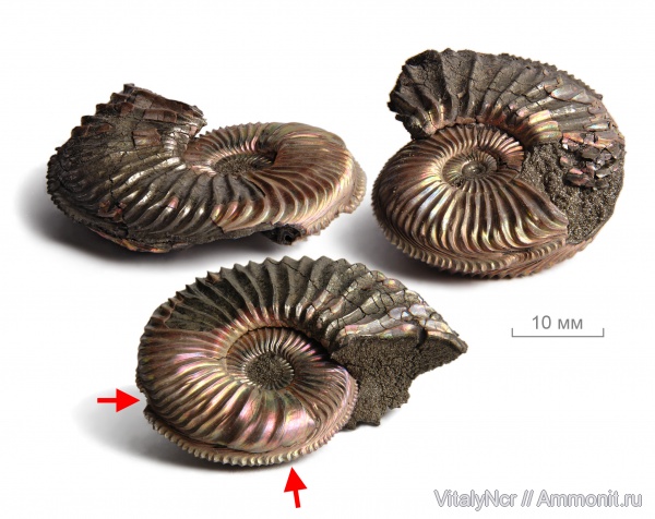 Amoeboceras, прижизненные повреждения, Amoeboceras alternoides, Cardioceratidae, ammonoid sublethal injuries