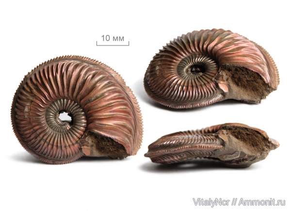 Amoeboceras, прижизненные повреждения, Amoeboceras alternoides, Cardioceratidae, forma undaticarinata