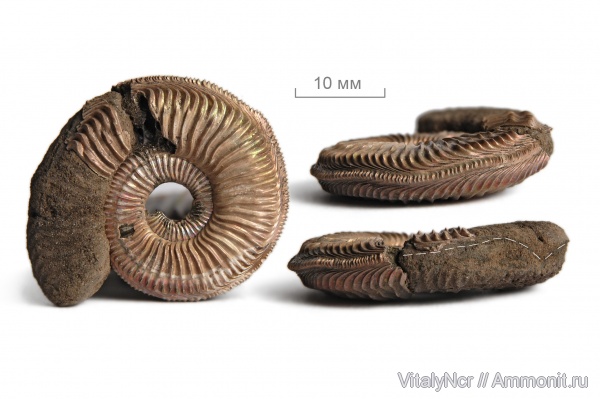 Amoeboceras, прижизненные повреждения, Cardioceratidae, forma undaticarinata