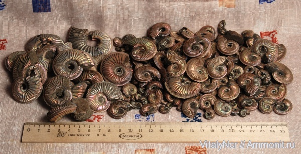 Amoeboceras, Amoeboceras alternoides, Cardioceratidae Amoeboceras, Amoeboceras alternoides, Cardioceratidae