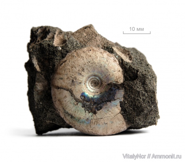 Garniericeras, Garniericeras catenulatum, Craspeditidae