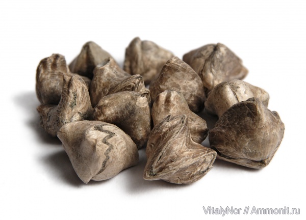 Rhynchonella, Rhynchonella loxiae, Rhynchonellida