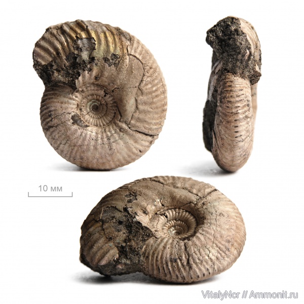 Мнёвники / Фили