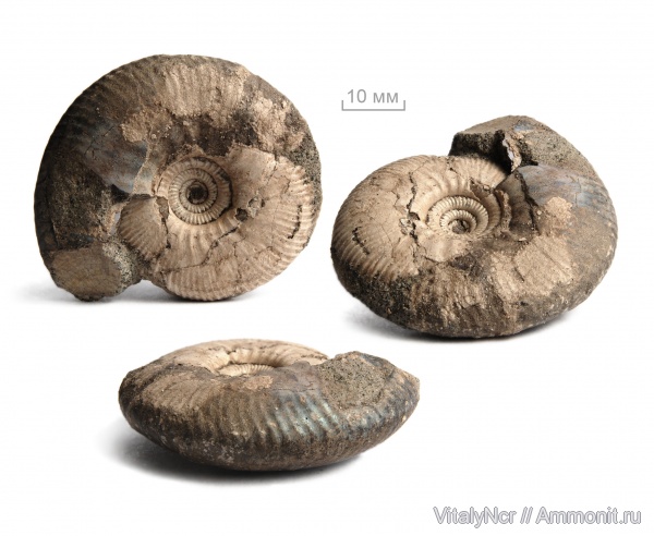 Craspedites, Craspedites subditus, Craspeditidae