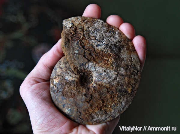 Garniericeras, Garniericeras catenulatum, Craspeditidae