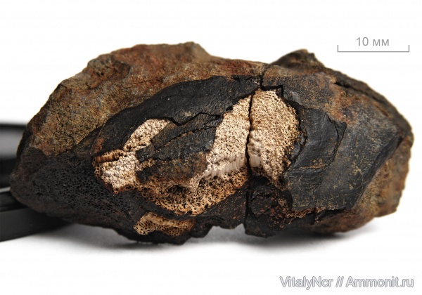 химеры, Ischyodus, Chimaeriformes