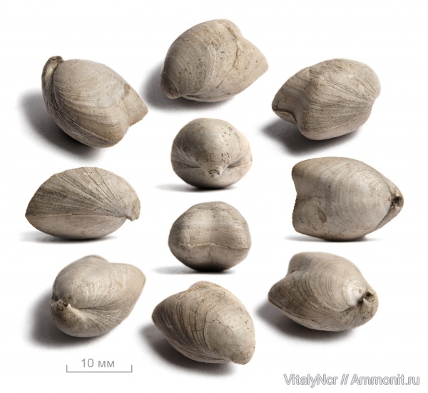 Russiella, Terebratulida, Russiella luna