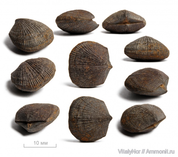 Orthida, Phragmophora schnuri, Dalmanellidae, Phragmophora