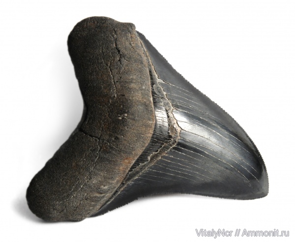 мегалодон, Chondrichthyes, Megalodon, Carcharocles, Elasmobranchii, Otodus, Carcharocles megalodon, Otodontidae