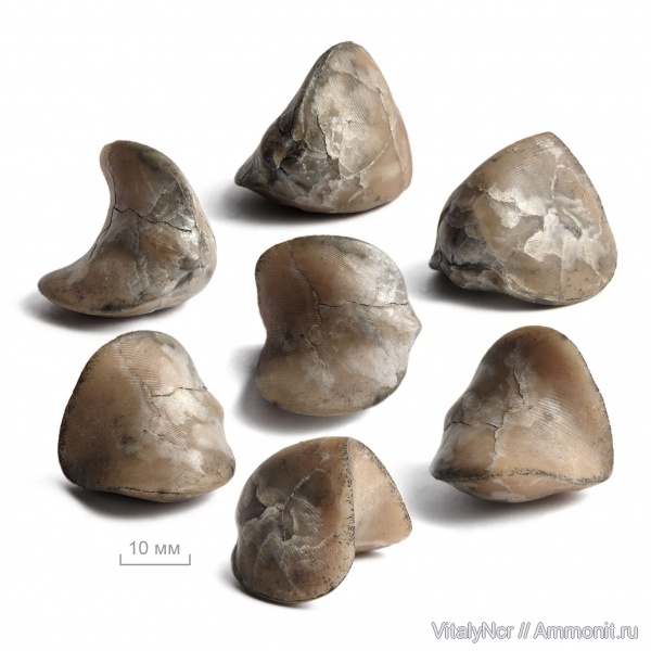 Rhynchonellida, Ladogia, Ladogiidae, Ladogia meyendorfii