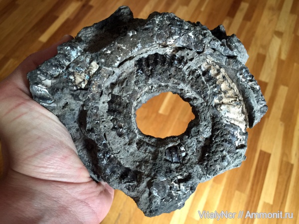 Virgatites, Virgatites sosia, Virgatitidae