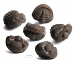 Eldredgeops rana crassituberculata Stumm, 1953 Eldredgeops rana crassituberculata Stumm, 1953