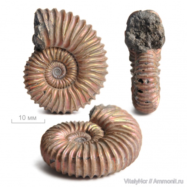 Peltoceras, Peltoceratoides, Peltoceratinae, Aspidoceratidae, Parawedekindia