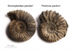 Сравнение маленьких Dorsoplanites panderi и Pavlovia pavlovi