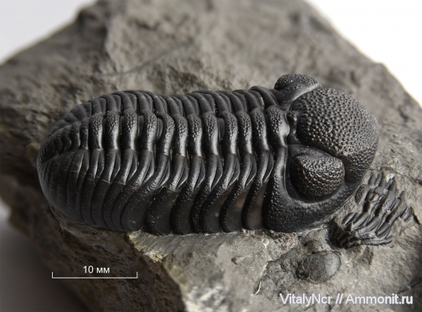 Phacopidae, Phacopida, Phacops rana, Phacopina, Eldredgeops rana, Eldredgeops