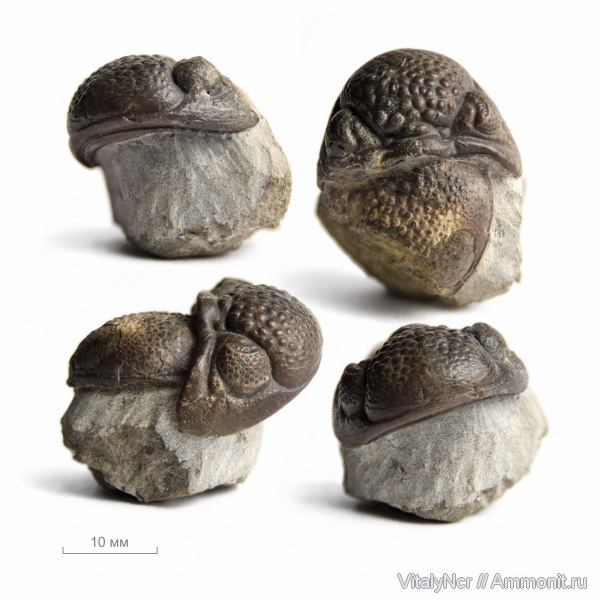 Phacops, Phacopidae, Phacopida, Phacopinae, Phacops latifrons