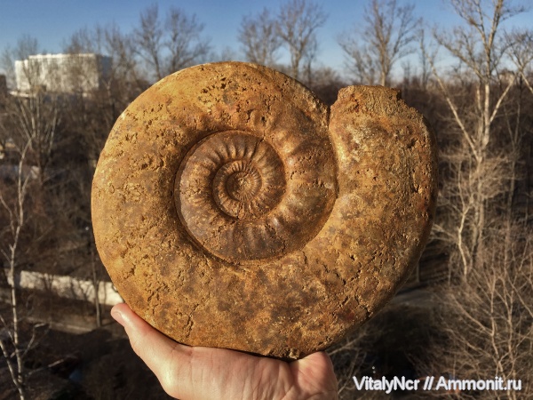 Indosphinctes mutatus, Indosphinctes, Perisphinctidae