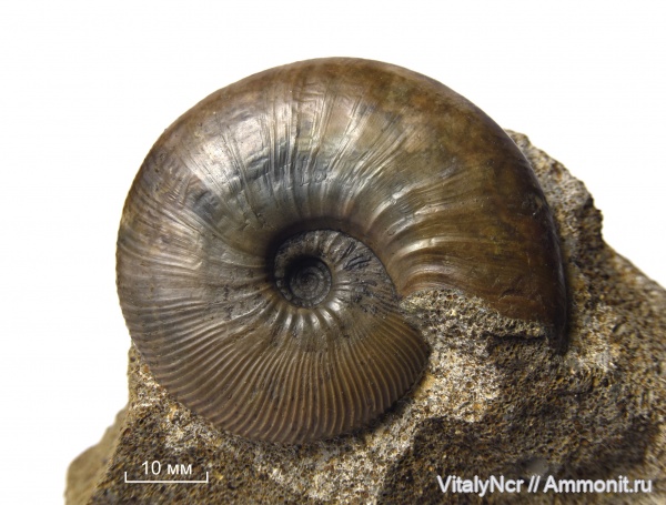 макроконхи, Sigaloceras enodatum, устье, Kosmoceratidae, Kosmoceras enodatum, Catasigaloceras, Catasigaloceras enodatum