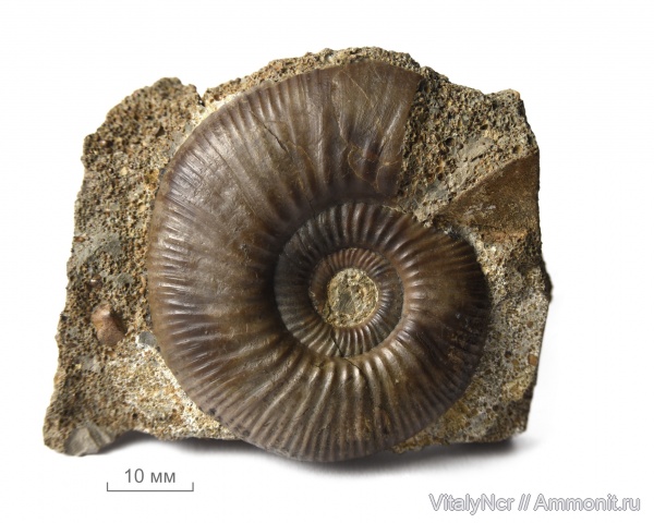 Perisphinctidae, Anaplanulites, Anaplanulites submutatus, grossouvriinae