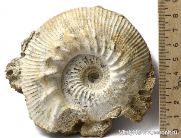 Kepplerites, Kosmoceratidae, Gowericeras, Kepplerites curtilobus, keppleritinae, gowericeras curtilobus