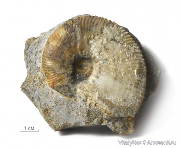 Kosmoceras, Kosmoceratidae, Gulielmites, Kosmoceras obductum, Kosmoceratinae