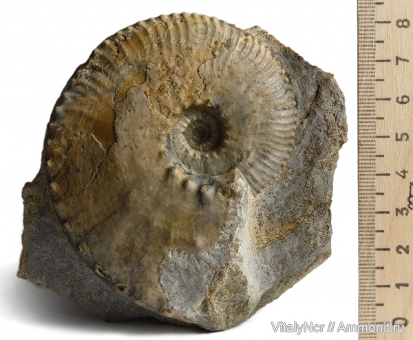 Kosmoceras, Kosmoceratidae, Kosmoceratinae, kosmoceras trinode