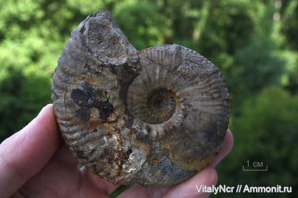 Kosmoceras, Kosmoceratidae, Kosmoceratinae, Kosmoceras crassum