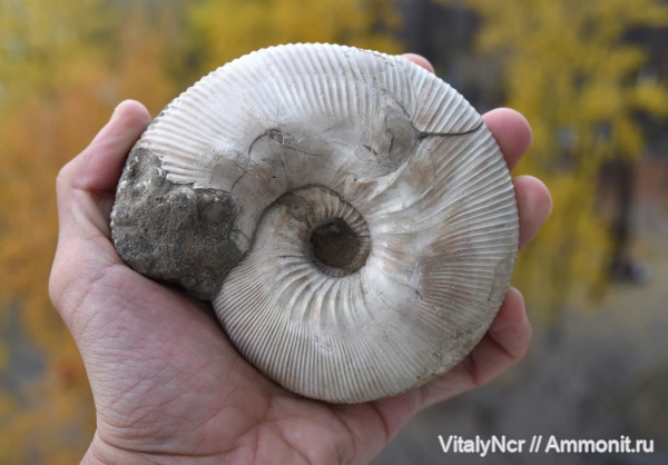 Kepplerites, Kepplerites galilaeii, прижизненные повреждения, Kosmoceratidae, Gowericeras, ammonoid sublethal injuries, keppleritinae, Gowericeras galilaeii, kepplerites copernici, gowericeras copernici