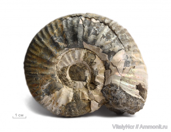 Perisphinctidae, Proplanulites