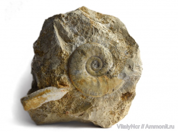 Brightia, Hecticoceratinae, Oppeliidae