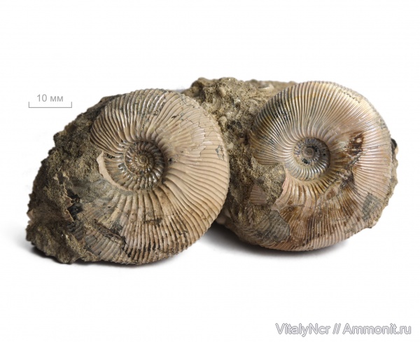 Kosmoceratidae, Sigaloceras calloviense, Toricellites, keppleritinae